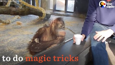 Orangutan Reacts to Magic | The Dodo