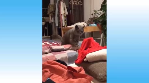 Top Funny Cat Videos Of The Weekly - Try Not To Laugh 108