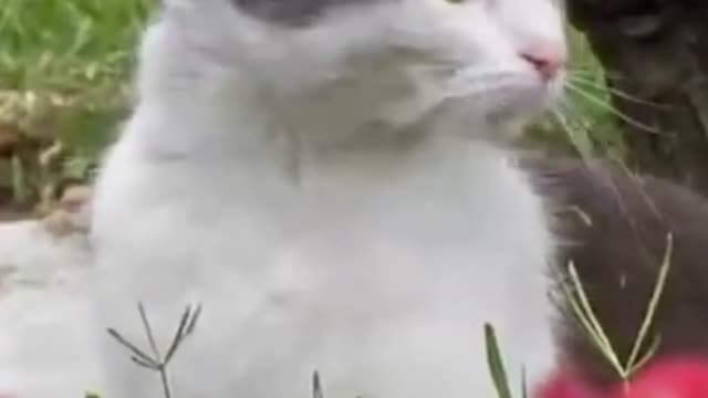 Cute Cat Fun And Play With Cute Baby