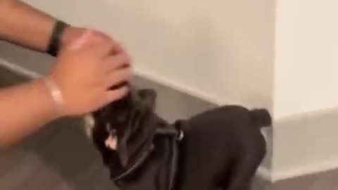 Funniest Videos 2022 😂 Funny Cats 🐱 and Dogs 🐶