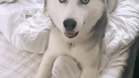 🤣 Funniest 🐶 Dogs - Awesome Funny Pet Animals Videos 😇 #short