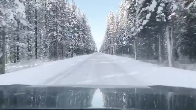 Snow covered roads lined perfectly with fluffy white trees 🌲 . . . . . .