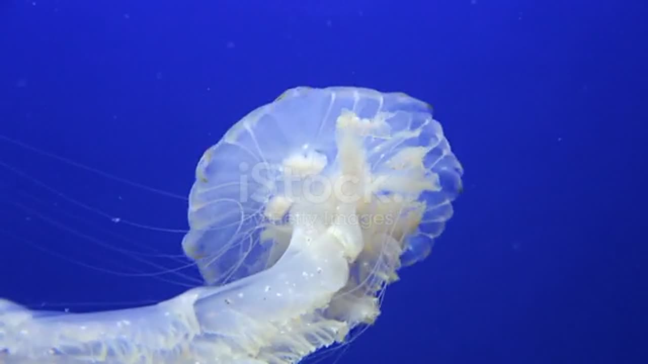 Watch till end