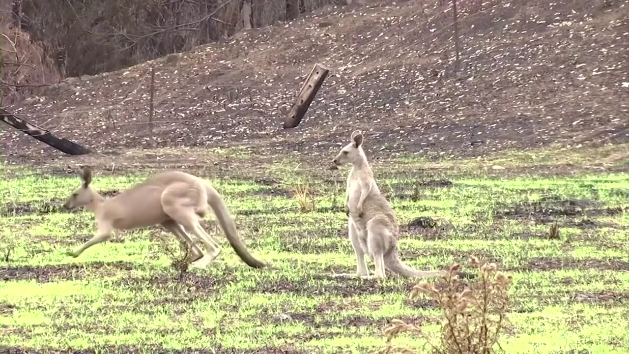 Nike to stop using kangaroo skins for its shoes