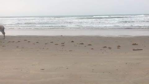 Donkey African inthe Beach with horse walking