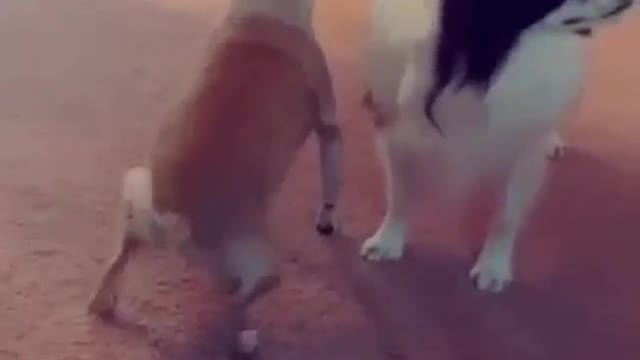 A reward was offered for the animal's safe return.