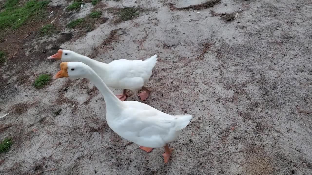 Geese Reluctant for Bedtime. June 27, 2022