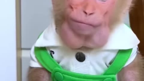 Monkey : Funny and Cute