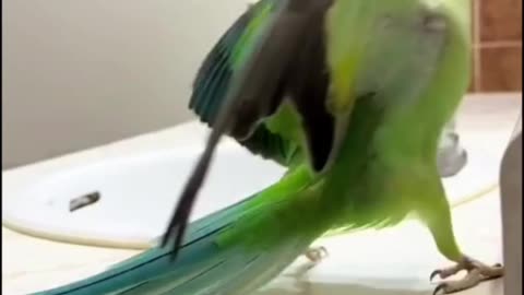 I DANCE BETTER THAN 😜MOST HUMANS ~THEY CALL ME MICHAEL BIRDSON