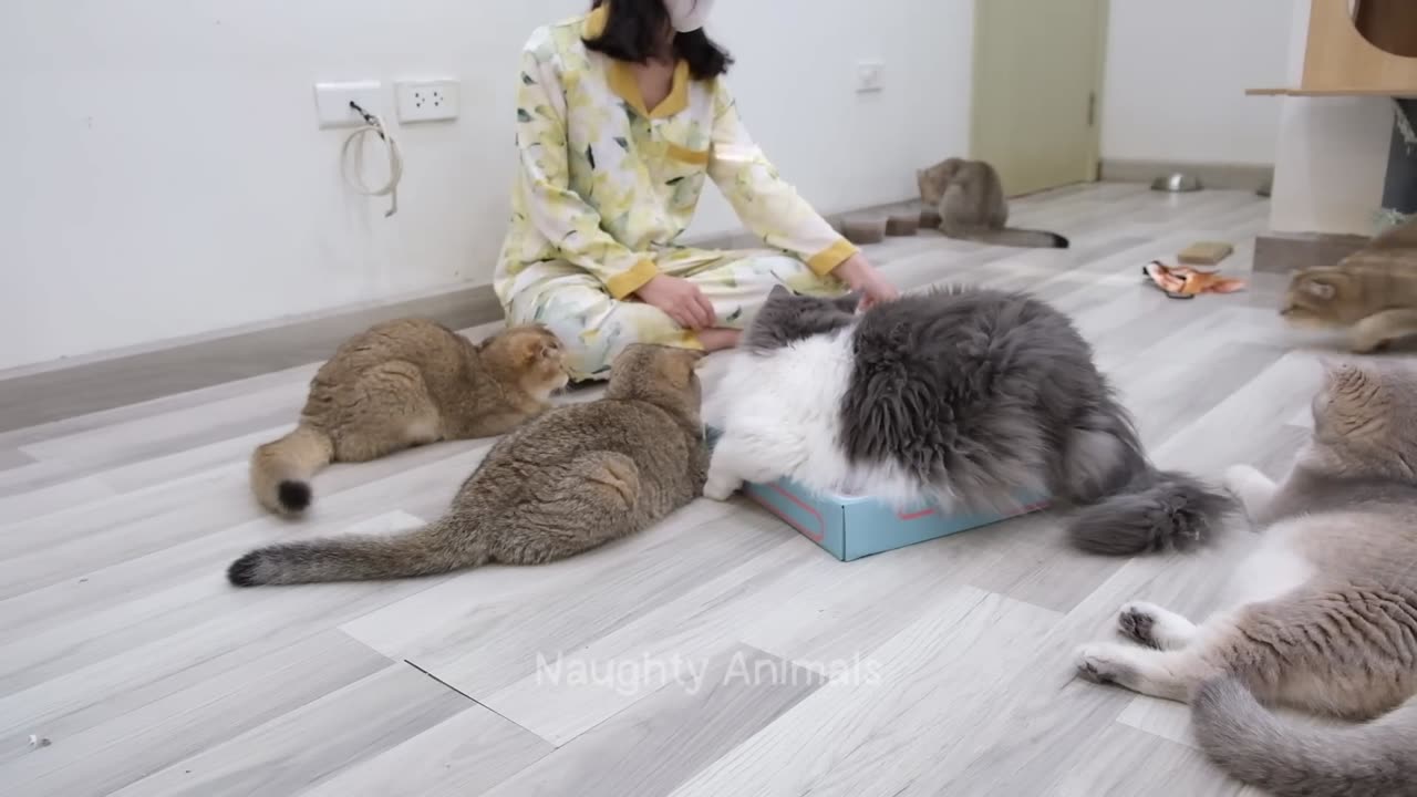 Hilarious, cat video