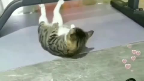 Cat gym