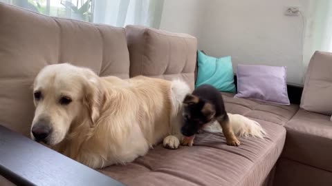 What does a German Shepherd Puppy do when a Golden Retriever doesn't want to play