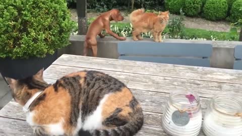 Cat protects his dog friend