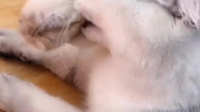 小猫喜欢啃鞋子