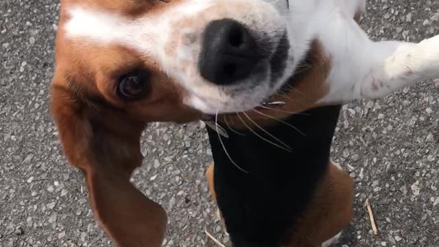 Beagle showing off for treats!