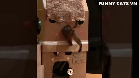 funny video