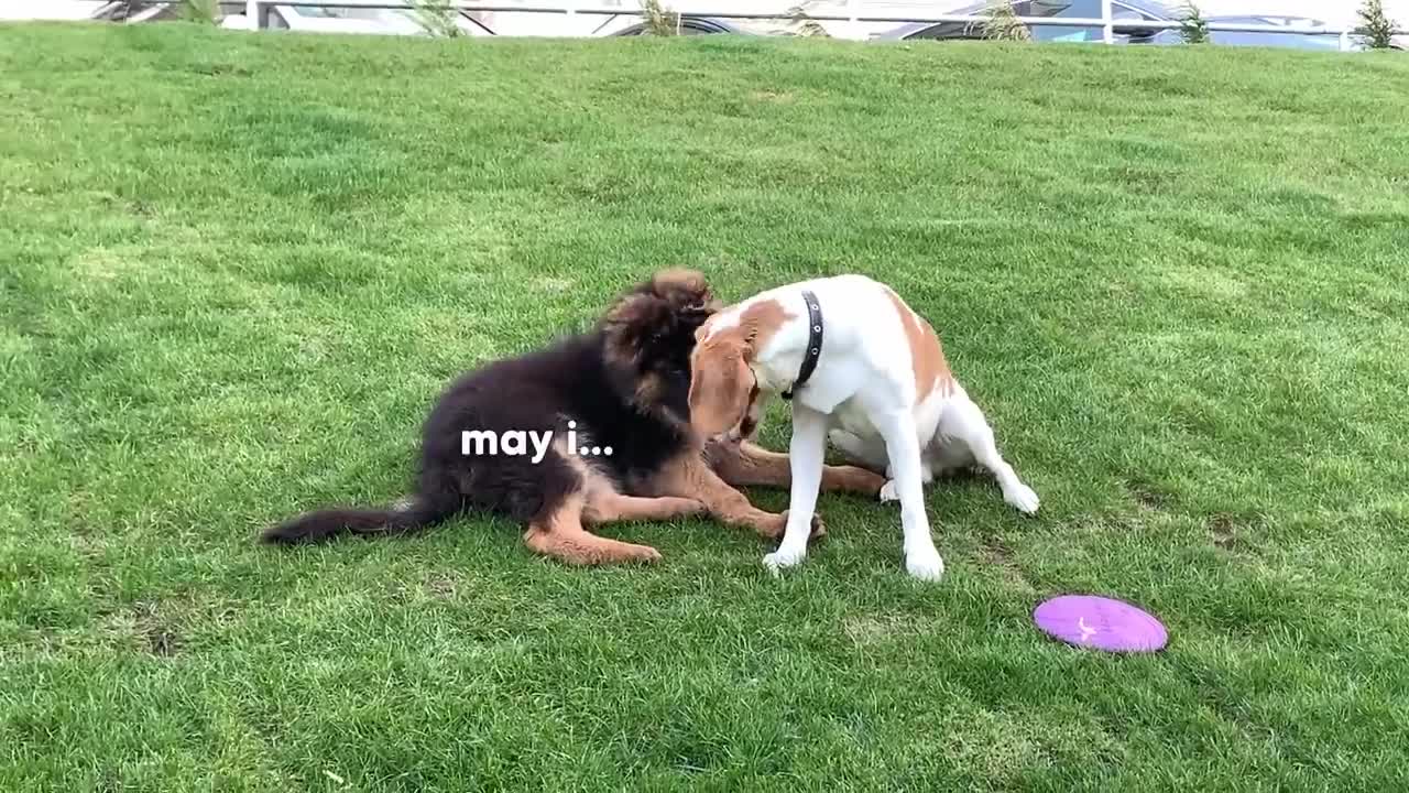 Golden Retriever Doesn't Want to Share His Toy with