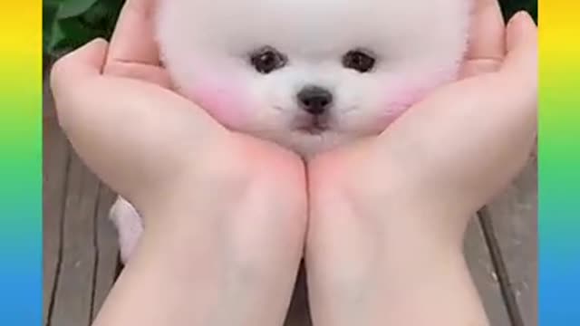 Funny Cute Dog amazing video