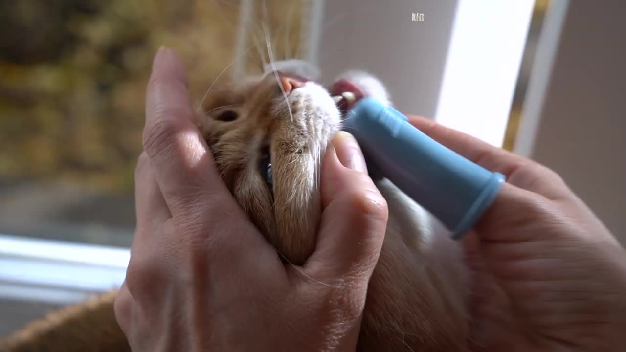 Time to brush your teeth