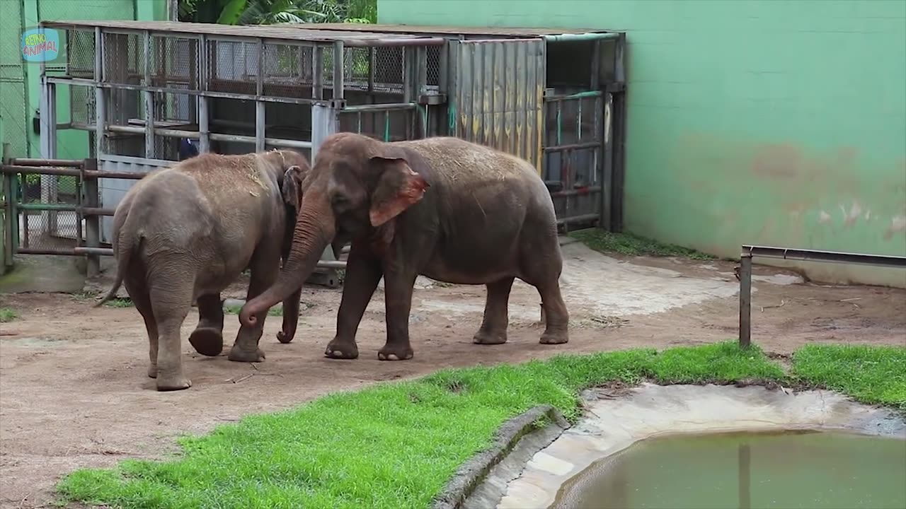 Elephant Sound Effects - Wild Animal