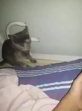 the cat scare with MC Melody