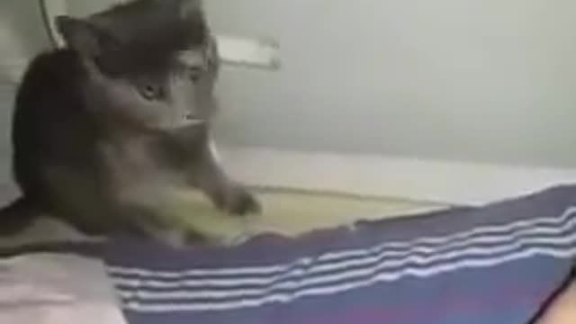 the cat scare with MC Melody