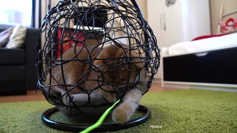 Playing in a hammock for cats