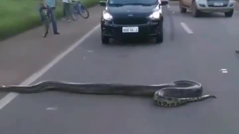 brazilian anaconda