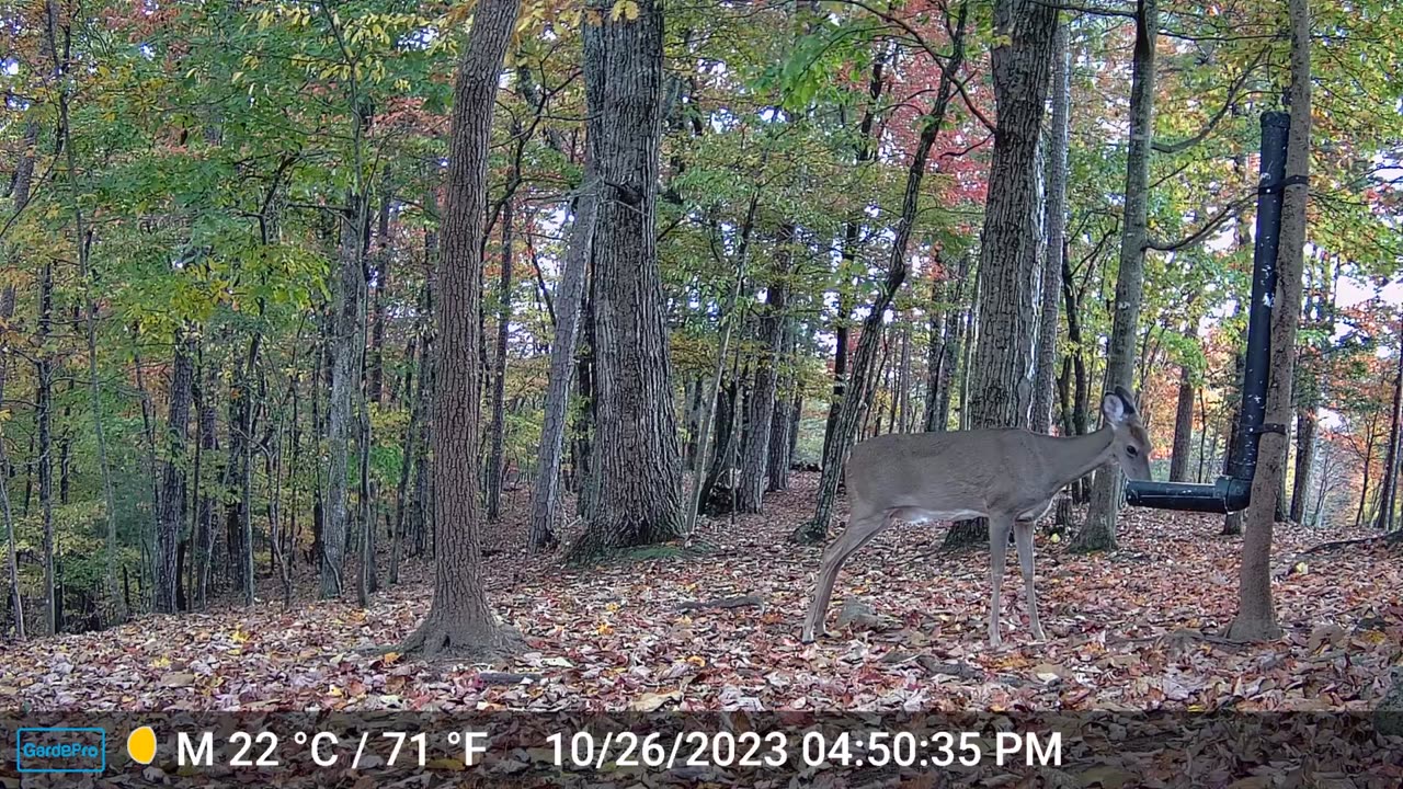 The Woods – 10/27/2023