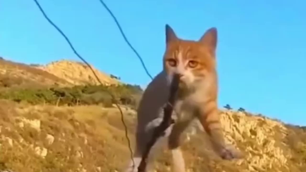 Funny Animals