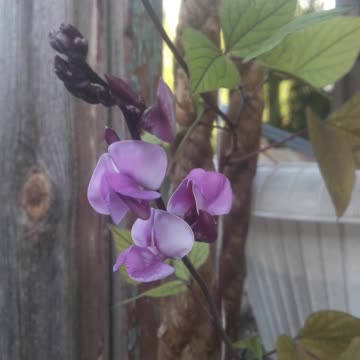 Dolichos blooms on the porch
