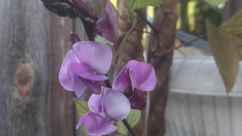 Dolichos blooms on the porch