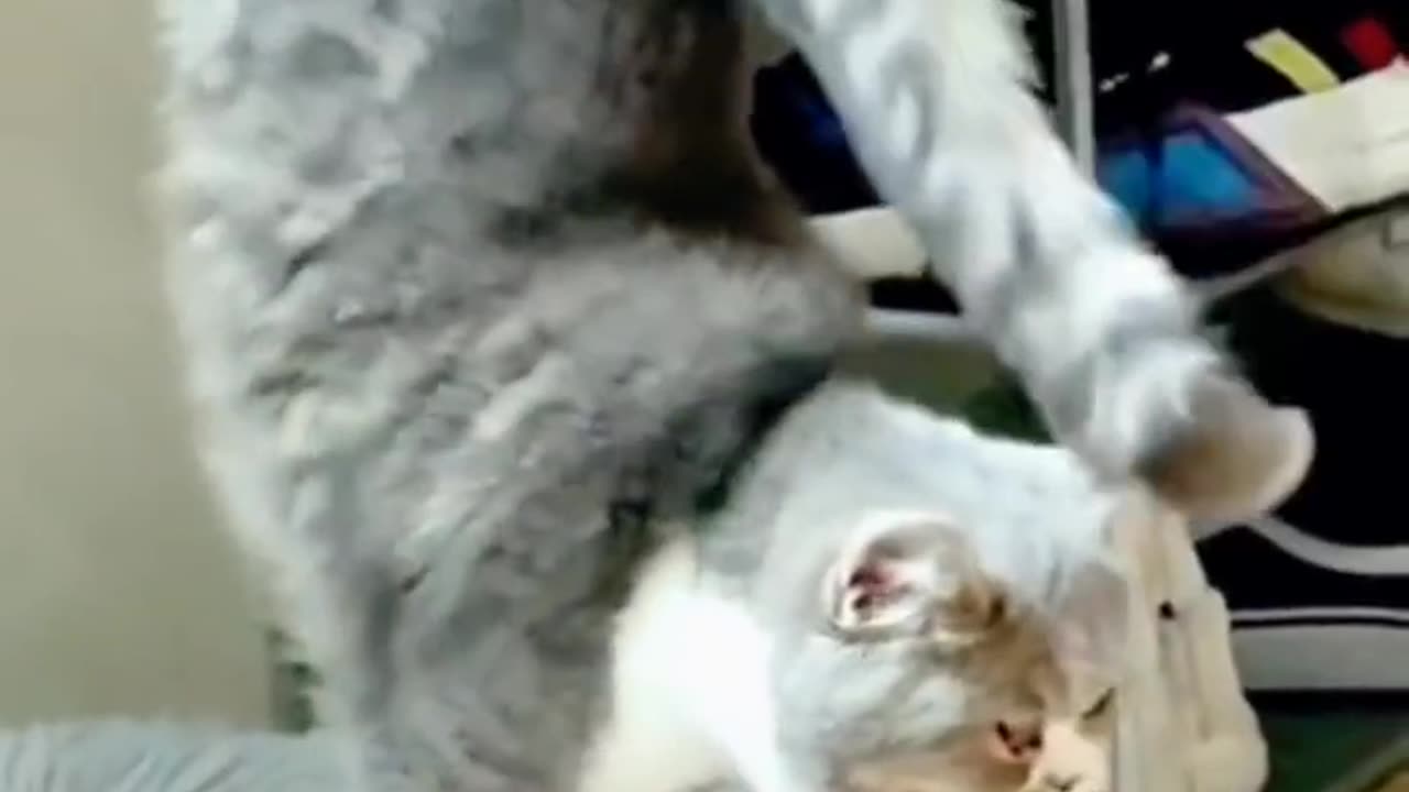 Funny Video