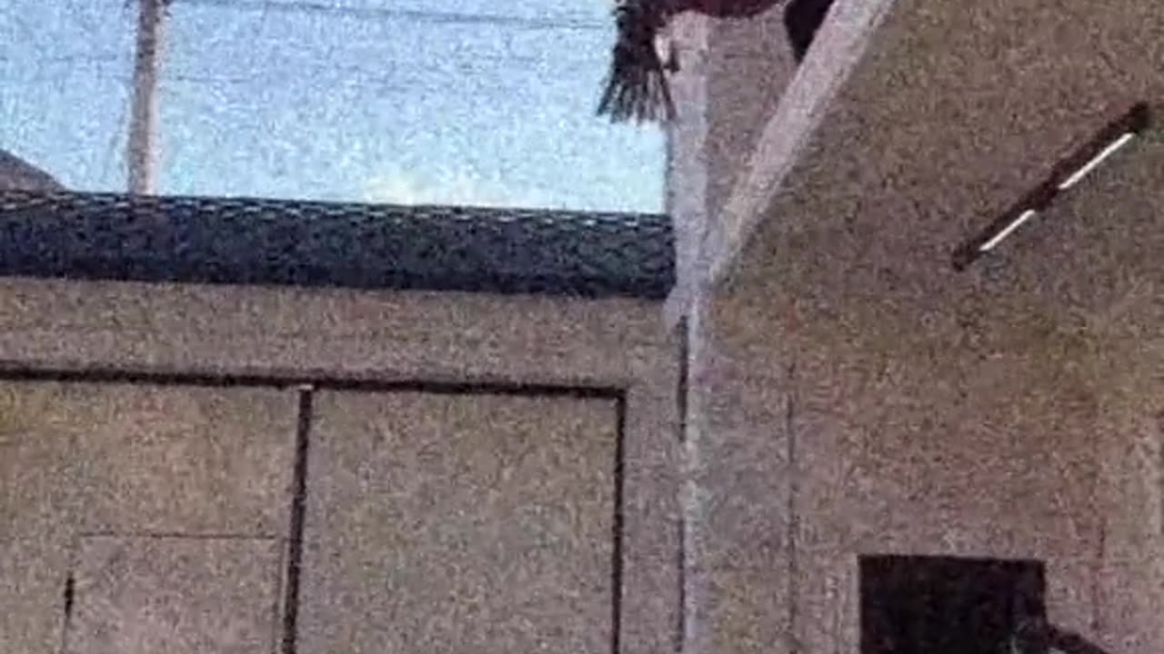 LOVELY video