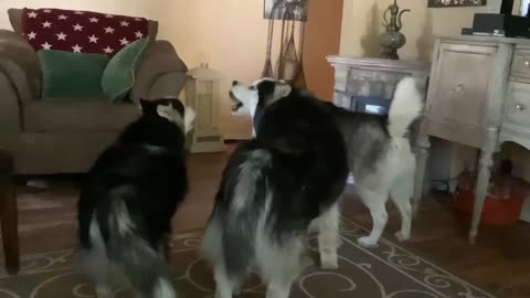 Husky serenade