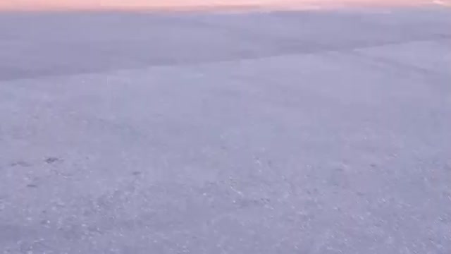 Goose bird