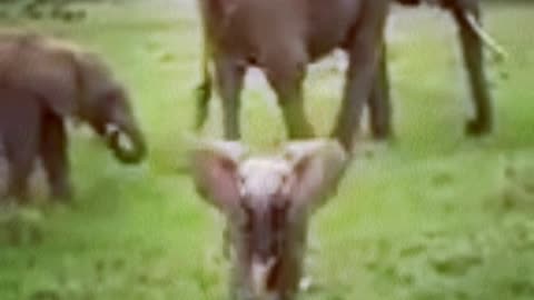 Baby eliphant 🐘🐘🐘