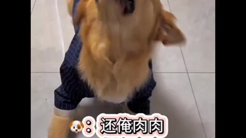 Funny dog video