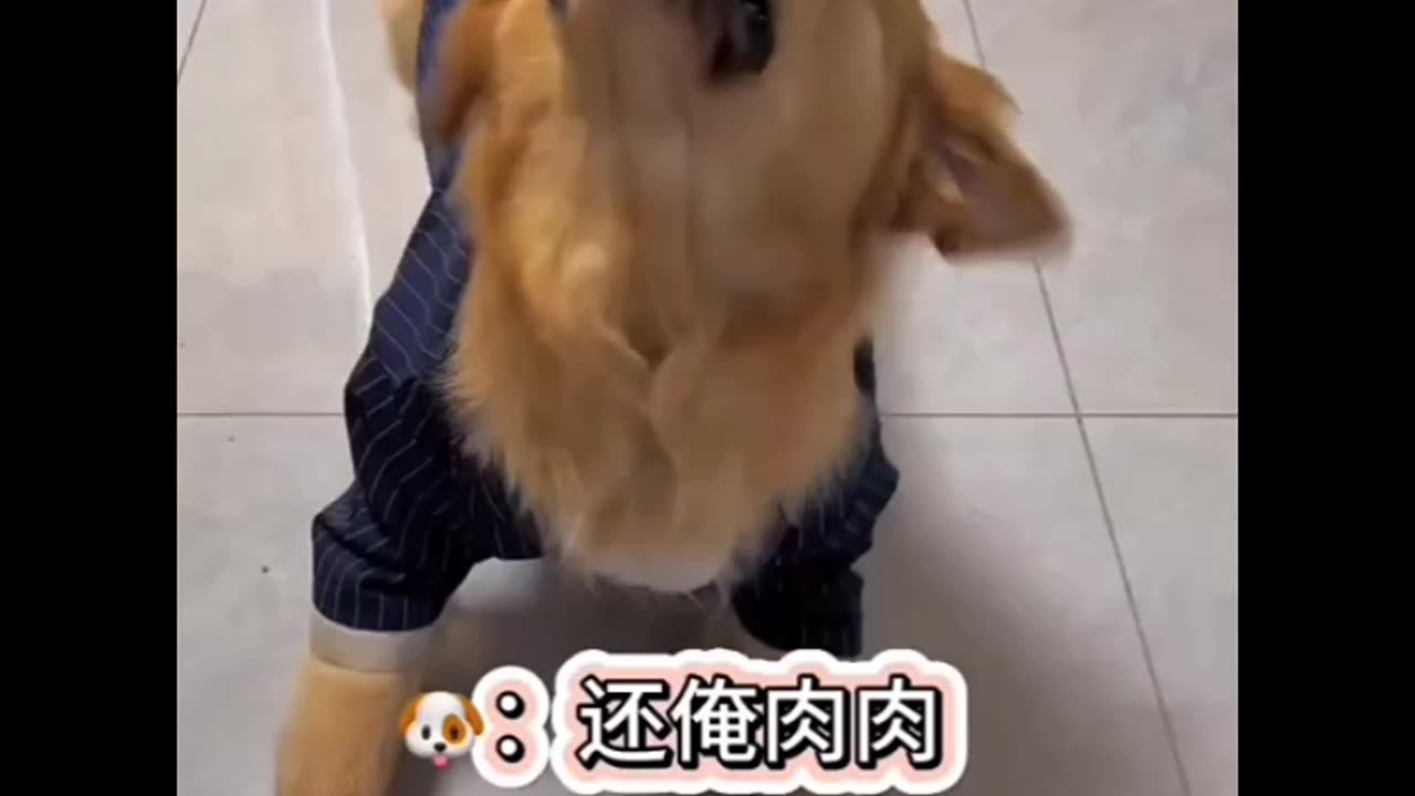 Funny dog video