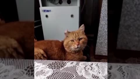 The cat sings a duet with the owner.