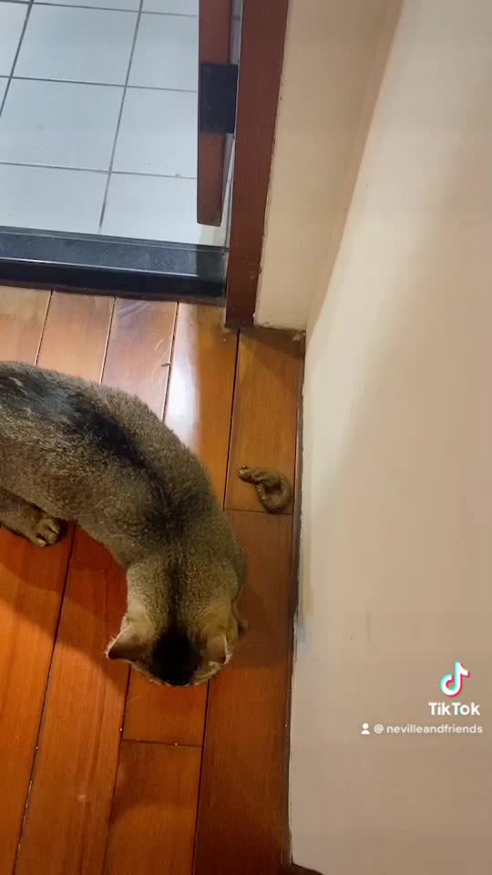 Cat Leaves a Surprise Outside the Door