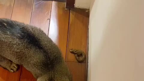 Cat Leaves a Surprise Outside the Door