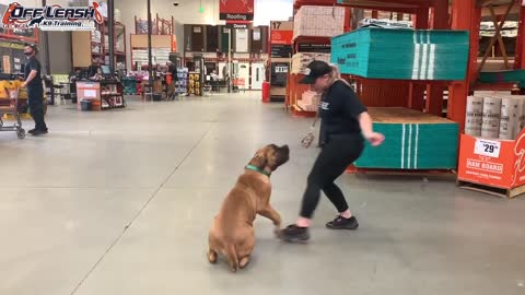 5 Month Old Boerboel _Bear_ Before_After Video _ Duluth Georgia Dog Training