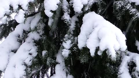 winter snow tree frost biel