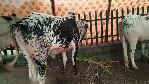 Animal for secrifies Islamic culture