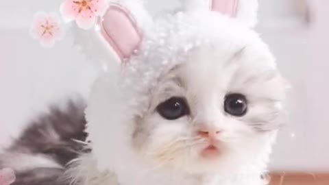 Cutie is comeing to you step by step