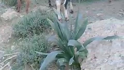 Goats graze in the Middle Atlas Mountains