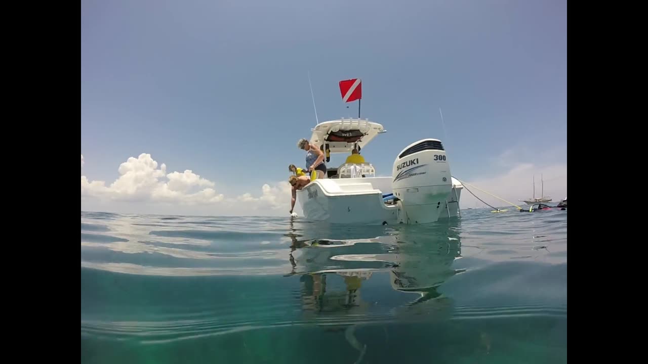 Hand-Feeding Goliath Grouper!