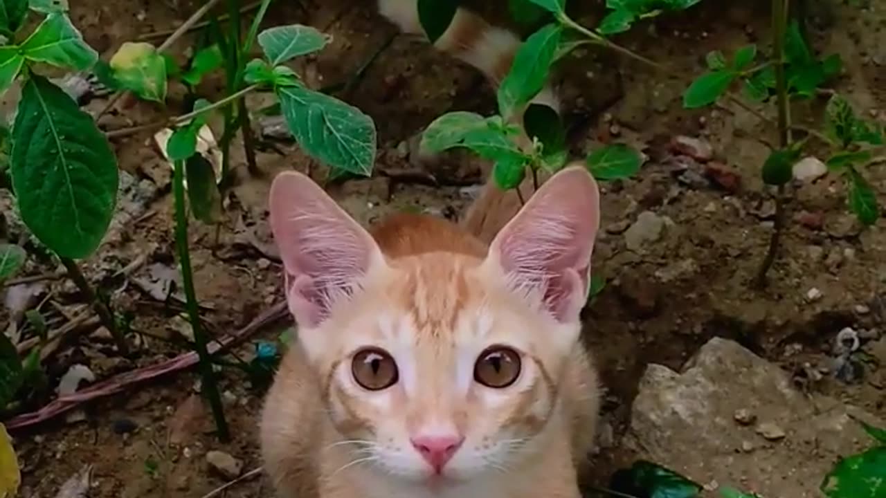 Adorable 😺 cat