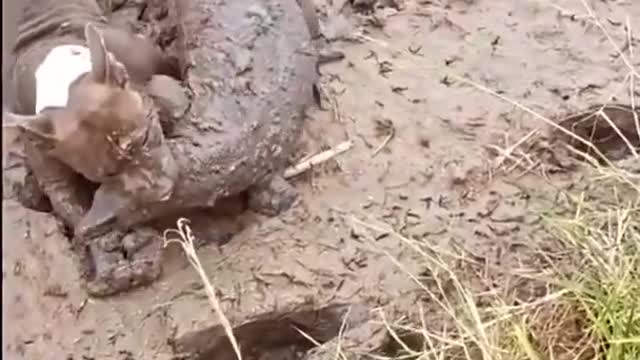 Crocodile Vs dog